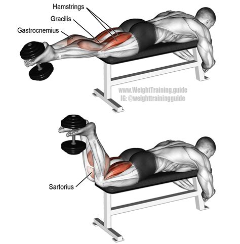 dumbbell-leg-curl - ماروك جيم - Maroc GYM