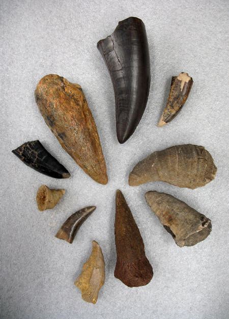 Paleontology: Fossil Identification | AMNH | Paleontology, Fossil bones, Fossil teeth