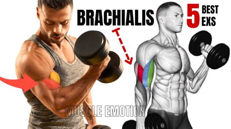 5 BEST BRACHIALIS WORKOUT AT GYM TO GET BIGGER ARMS FAST - YouTube