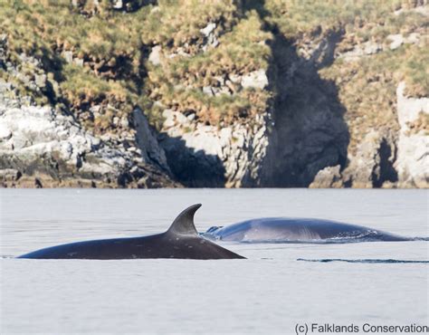 SEI whale - Falklands Conservation