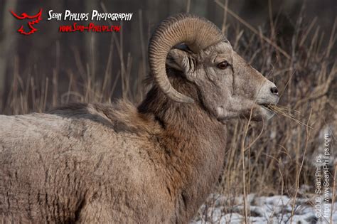 Rocky Mountain Bighorn Sheep - Sean Phillips Photography