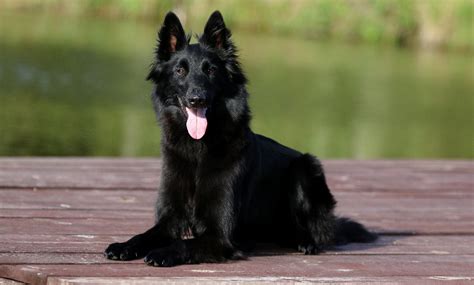 Belgian Shepherd Dog (Groenendael) – Big Bold Pastoral Breed – Dogs