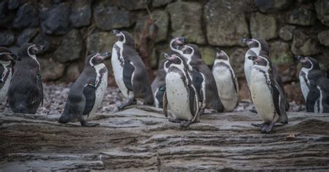 Chester zoo penguins are saved! | Chester zoo, Zoo, Chester