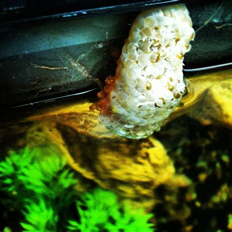 Mystery snail eggs finally hatched! : r/Aquariums