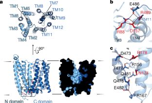 Structure of hepcidin-bound ferroportin reveals iron homeostatic mechanisms | Nature