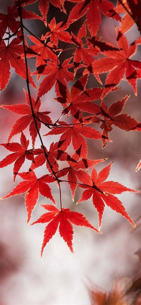 Download Samsung M21 Red Leaves Wallpaper | Wallpapers.com