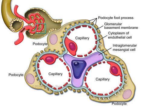 The Glomerulus – Veterinary Histology