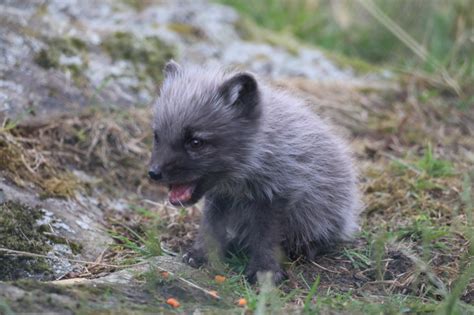 Five Arctic Fox Cubs Born at Highland Wildlife Park - ZooBorns