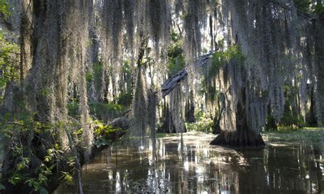 Guided swamp and bayou boat tour | musement