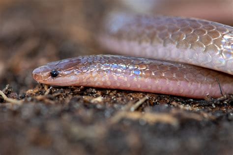 Eastern Worm Snake | South Carolina Partners in Amphibian and Reptile Conservation