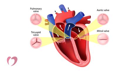 Heart Valves Location