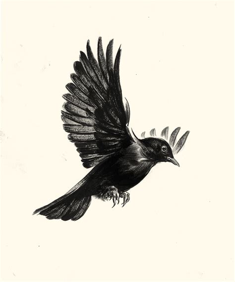 Blackbird - Drawing Skill