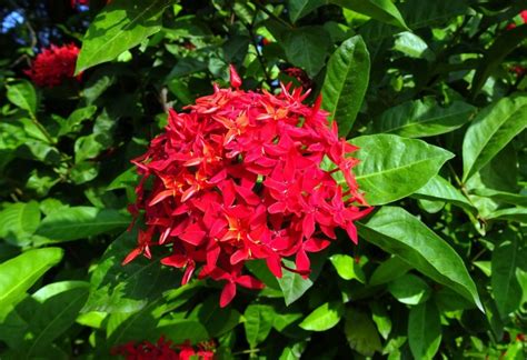 Ixora a great bushy plant to beautify your garden or patio | My desired home