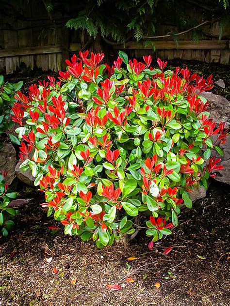 Red Tip Photinia For Sale | The Tree Center™