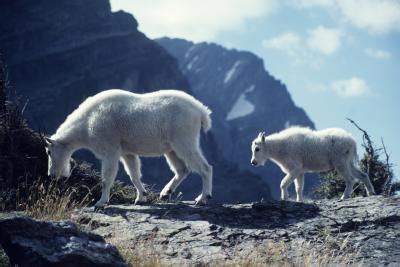 What Are Some Endangered Species in the Alpine Tundra? | Animals - mom.me