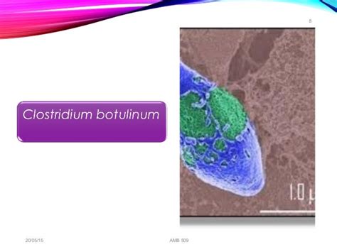 food spoilage bacteria