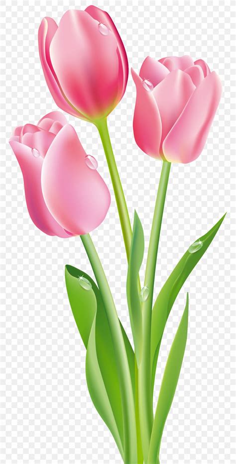 Tulip Flower Pink Clip Art, PNG, 1712x3373px, Tulip, Close Up, Color ...