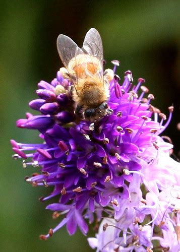 Purple Bee Close | Andrea Young | Flickr