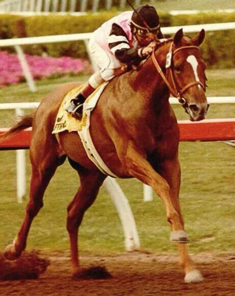 LAST Triple Crown Winner Affirmed, unless California Chrome wins the ...