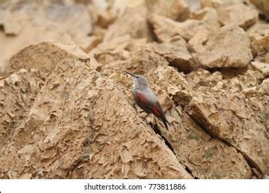 242 Wallcreeper Bird Images, Stock Photos & Vectors | Shutterstock