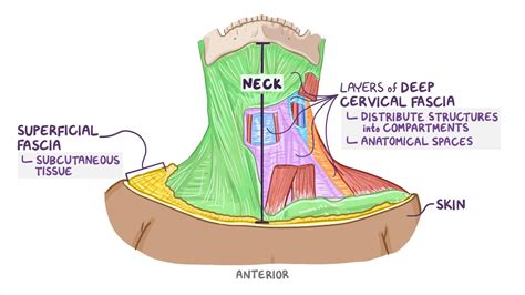 Video: Fascia and spaces of the neck