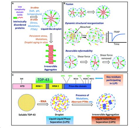 | Liquid-liquid phase separation (LLPS) and liquid-solid phase... | Download Scientific Diagram
