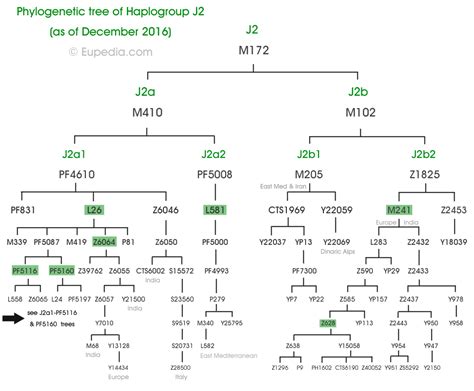 Phylogenetic tree of haplogroup J2 (Y-DNA) - Eupedia Phylogenetic Tree ...