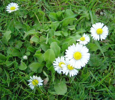 » Edible Flowers #4 – Weed Flowers (Dandelion, Daisy, Clover)