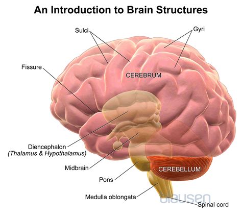 Check out Medical Education visual learning at Blausen.com: Teach ...