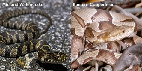 Eastern Copperhead – Florida Snake ID Guide