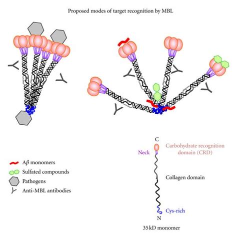 Mannose-Binding Lectin Binds to Amyloid 𝜷 Protein and Modulates Inflammation (PDF Download ...