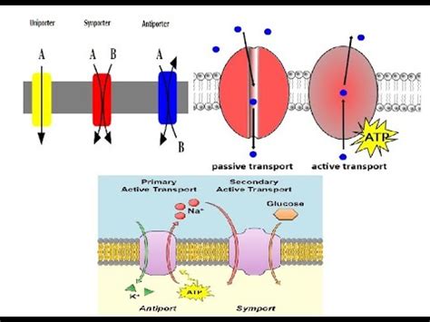 Active and Passive Transport; primary and secondary active transport ...