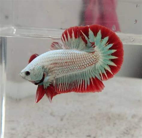 Jual Red dragon snow ikan cupang kualitas kontes di Lapak ASVIAN BETTA ...