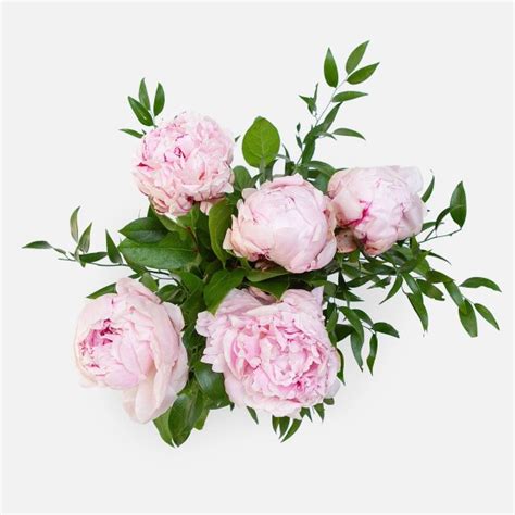 Pale Pink Peony Bouquet - Flower Delivery NYC - PlantShed.com