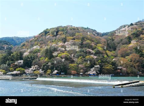 Cherry blossoms in Kyoto Arashiyama Stock Photo - Alamy