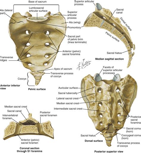 Applied Anatomy of the Sacral Spine | Neupsy Key