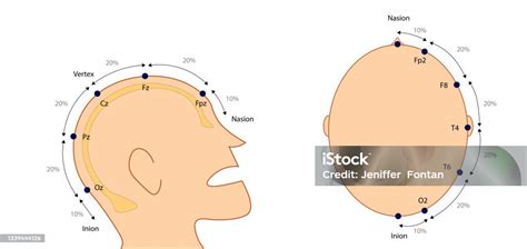 Eeg Electrodes Placement International System 1020 Stock Illustration ...