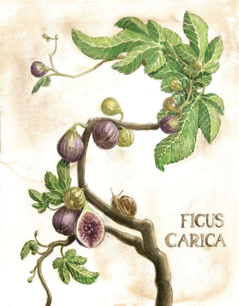 Common Fig Botanical Illustration by Oddeum.deviantart.com on @DeviantArt | Botanical ...