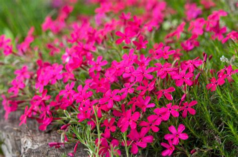 How to Grow and Care for Creeping Phlox