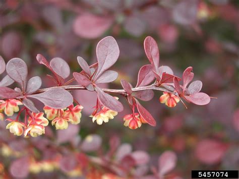 Japanese Barberry | Woody Invasive Species Of The Great Lakes Basin ...