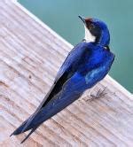 Bird Species - Swallow - like | MERCXALI