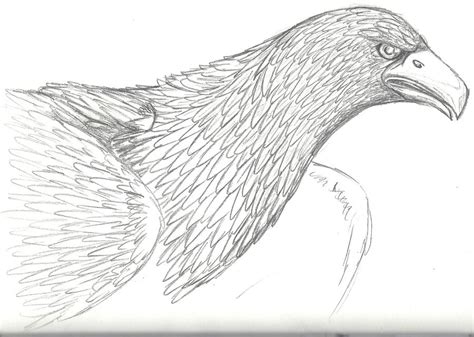 Golden Eagle Sketch by CreateInspiration on DeviantArt