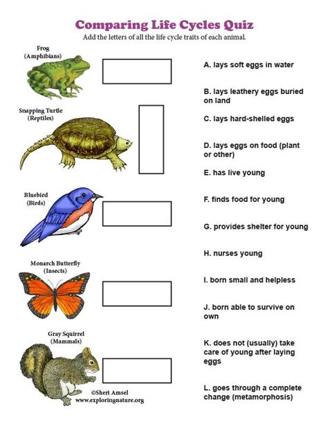 Learn about Life Cycles on Exploringnature.org | Life cycles, Life ...