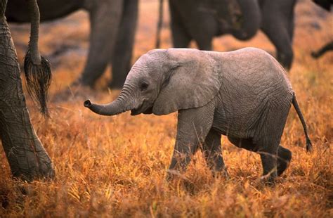 Baby African Elephant - So Cute! | Photography - Wild Animals | Pinterest | African elephant ...