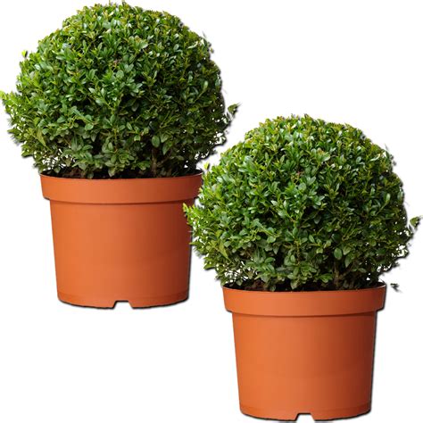 PAIR OF REAL 30CM EVERGREEN BUXUS BALLS PLANTS SEMPERVIRENS TOPIARY POT INCLUDED | eBay