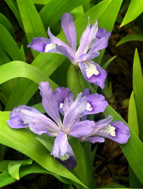 Dwarf crested iris | Perennial plants, Lavender flowers, Plants