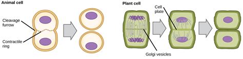 Explain the Difference Between a Cell Plate and Cleavage Furrow - DillanminBush