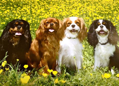 Pin by Cathy Butler on Cavalier King Charles Spaniels in ALL Colors ...