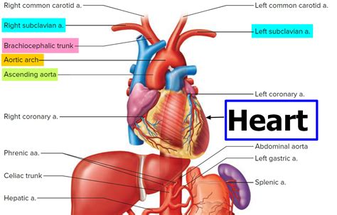 Brachial Artery and Deep Brachial Artery - Location, Pulse, Function