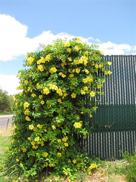 allamanda flower meaning